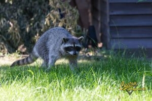 raccoon enters residential yard