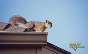 squirrel on edge of a roof